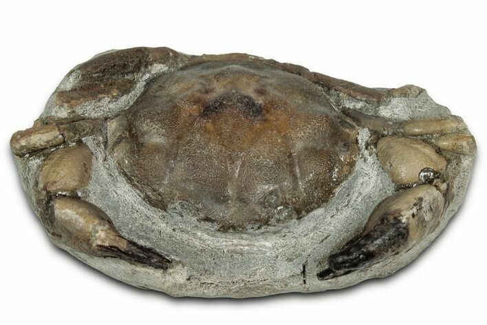 Eocene Fossil Crab (Pulalius) - Washington State #354992